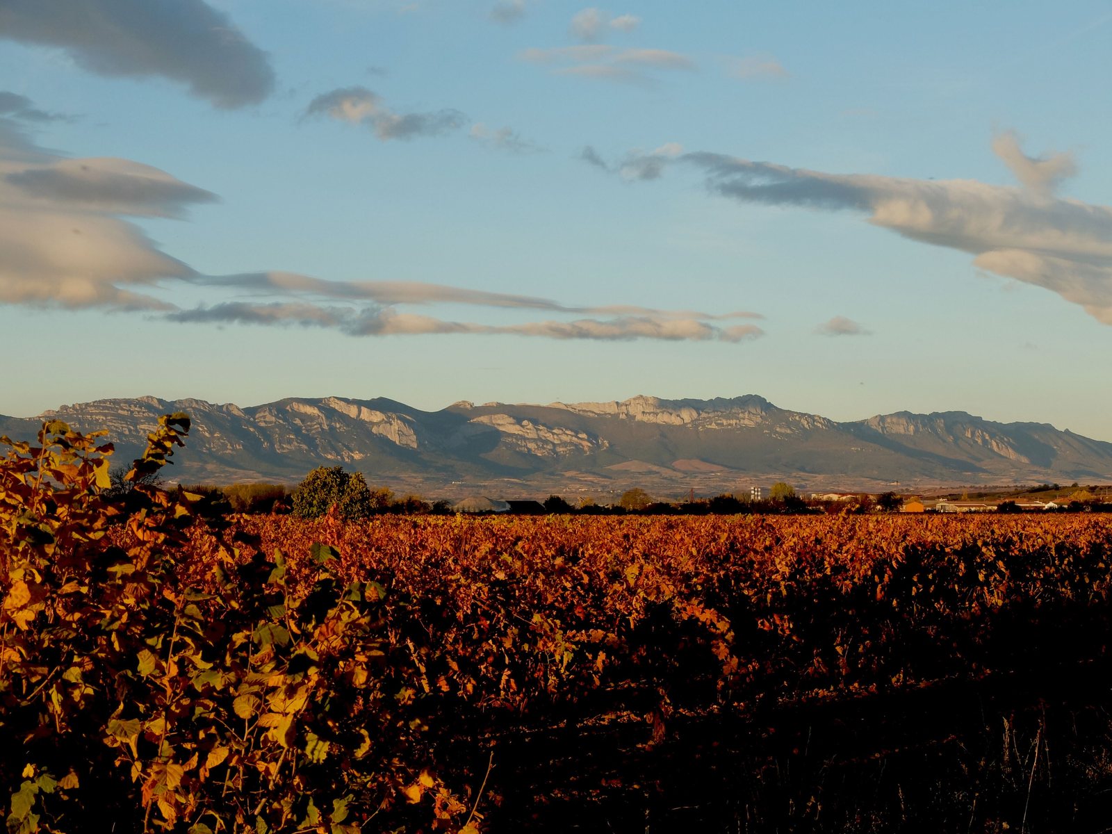 Viñedos en otoño bajo la Sierra de Cantabria. Foto: Colsandsol (CC BY-SA 4.0), Wikimedia Commons.