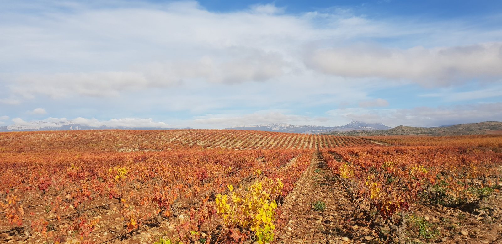 Viñas junto al Ebro en El Cortijo, La Rioja. Foto: Bea.miau (CC0), Wikimedia Commons.