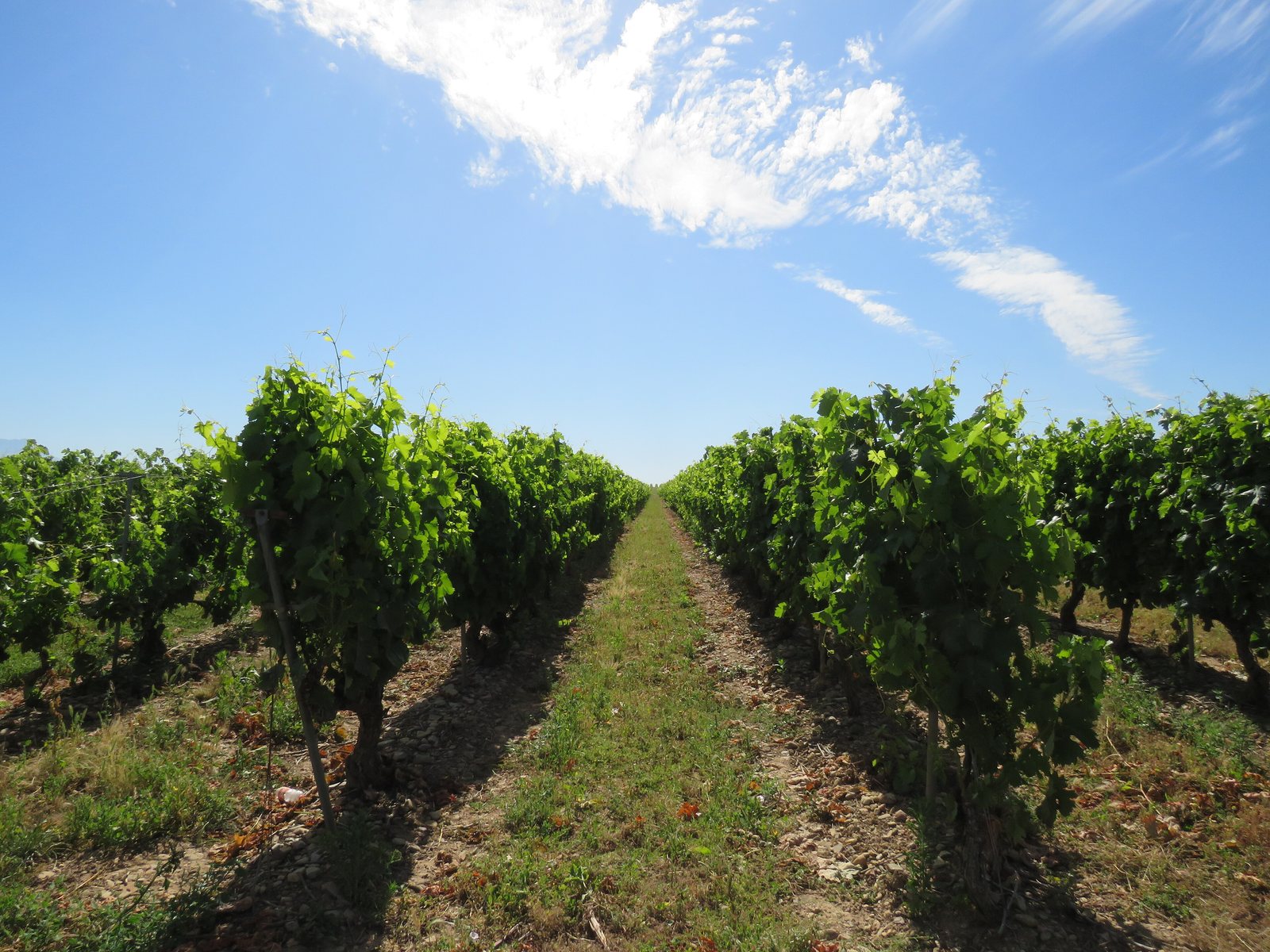 Viñedos en Rodezno, La Rioja. Foto: Nicolás Pérez Gimilio (CC BY-SA 4.0), Wikimedia Commons.
