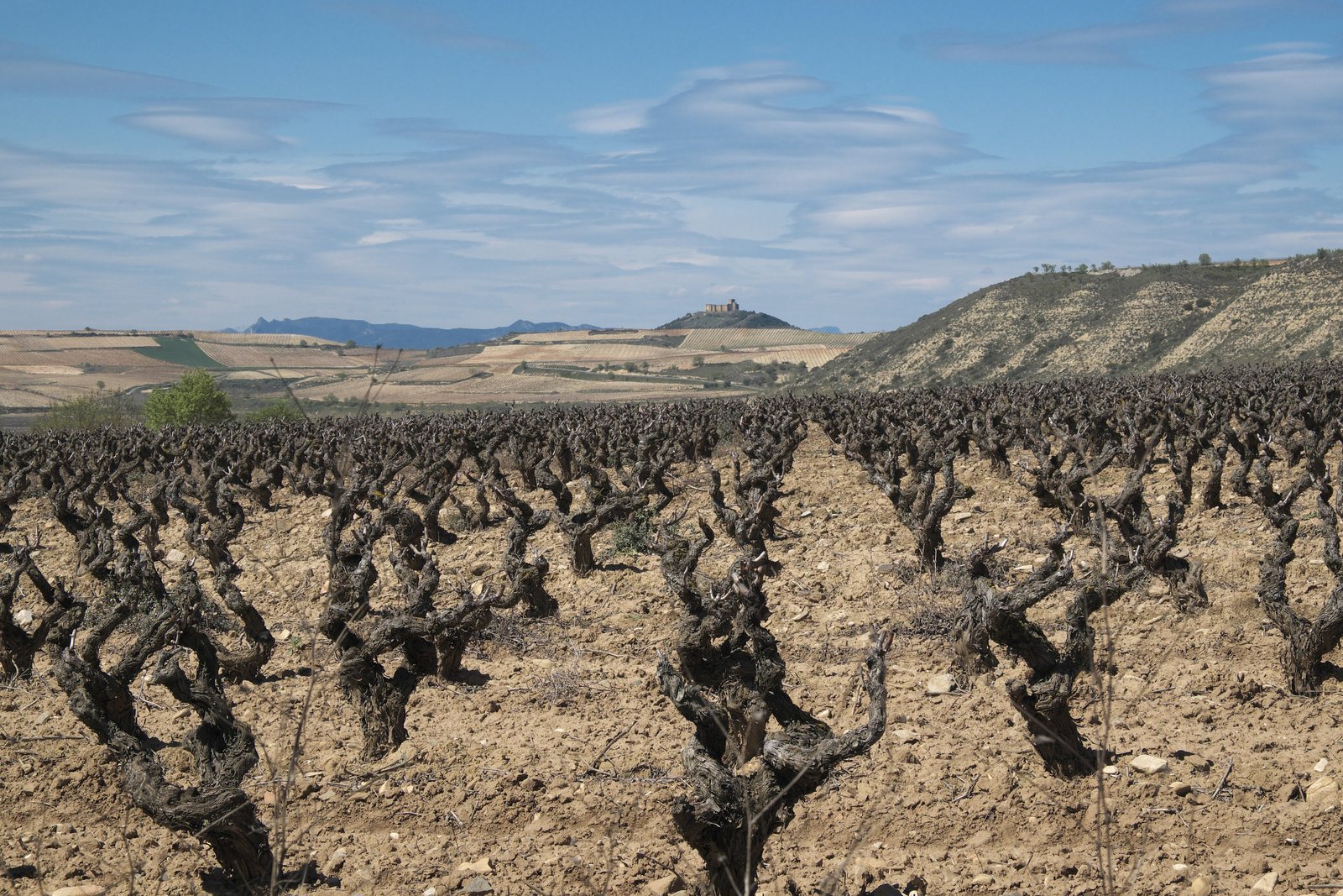 Viñedos de San Asensio, con el castillo de Davalillo al fondo. Foto: GFreihalter (CC BY-SA 3.0), Wikimedia Commons.