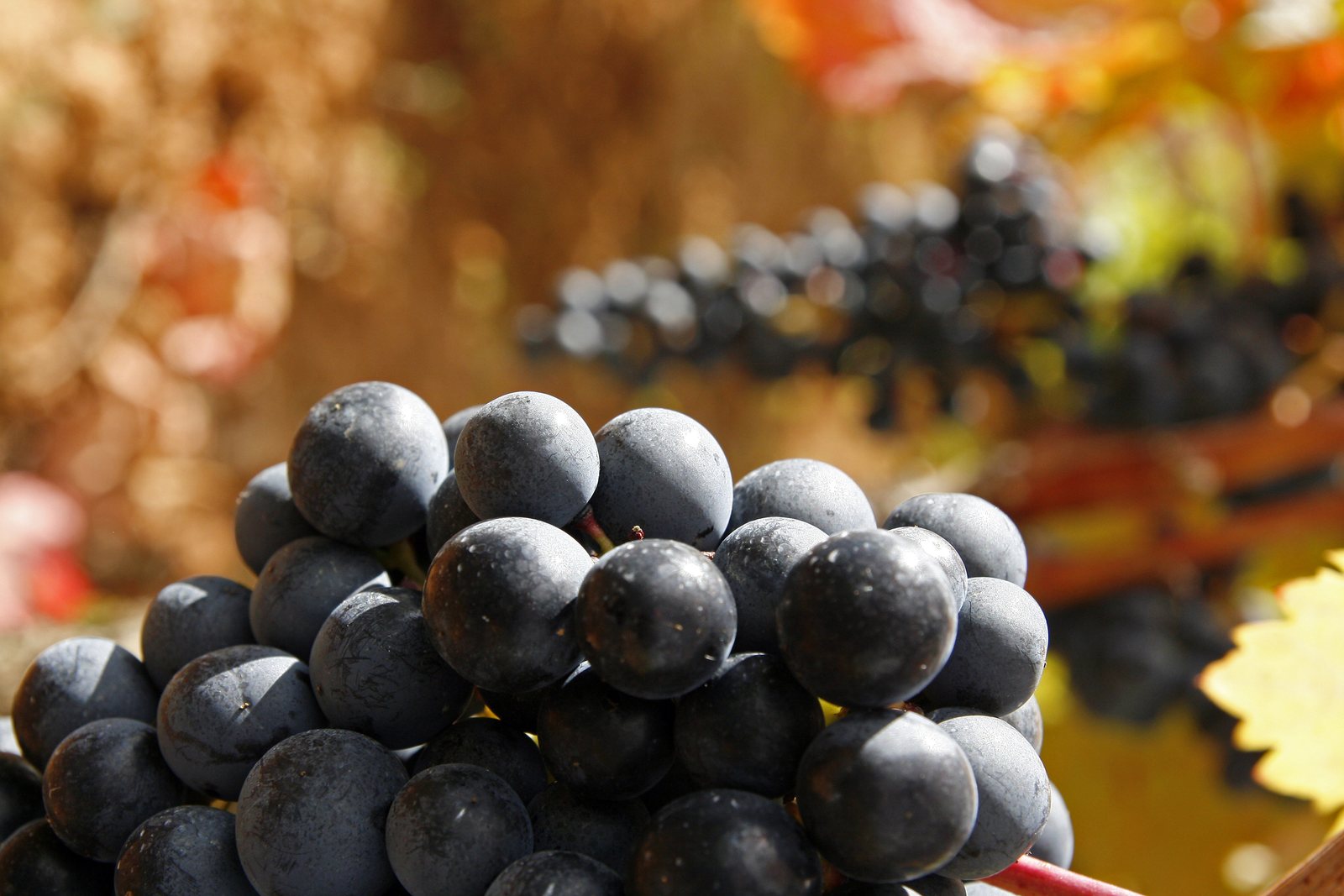 Racimo de tempranillo en una viña de Rioja, en octubre. Foto: María Jesús Tomé (CC BY 2.0), Wikimedia Commons.